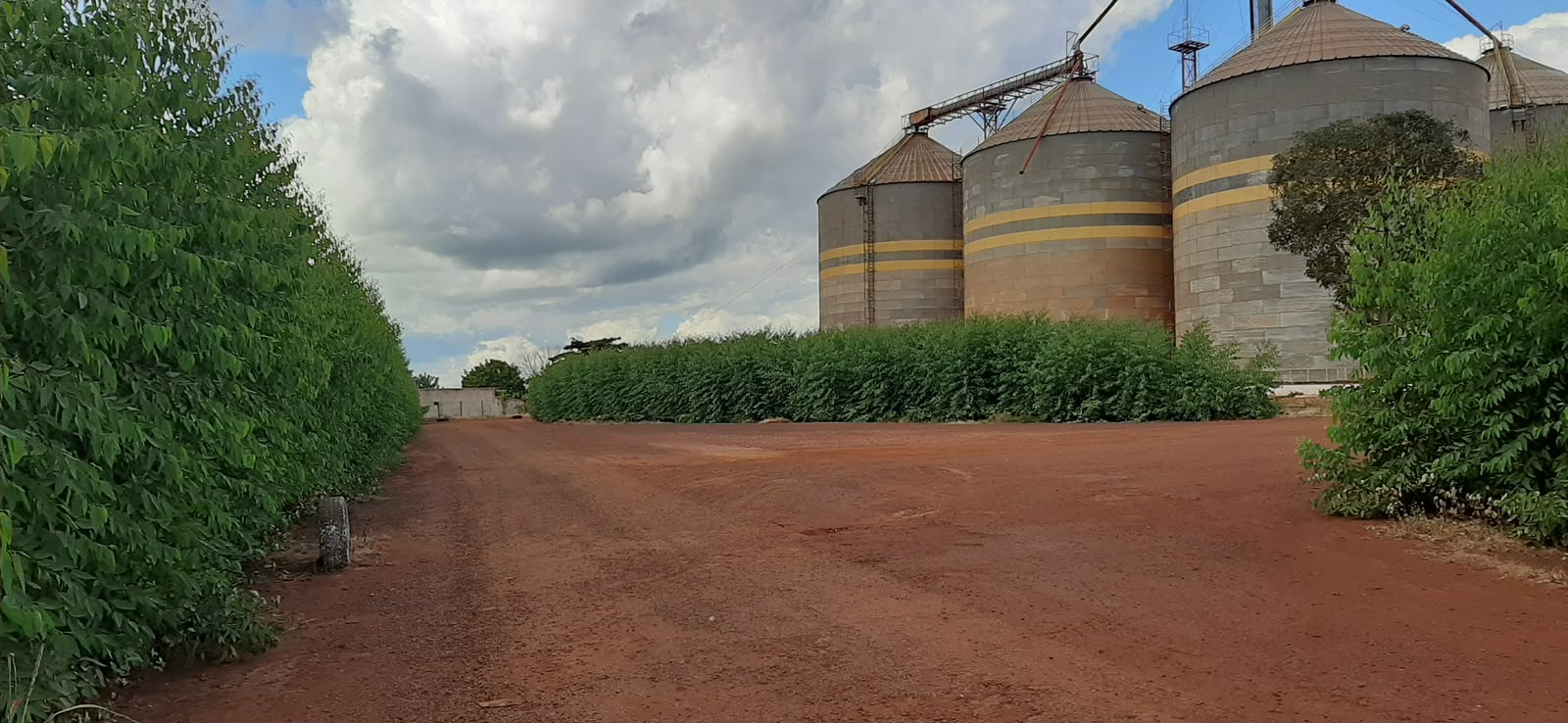 Estrada de terra entre vegetação e silos de armazenamento de grãos em propriedade rural